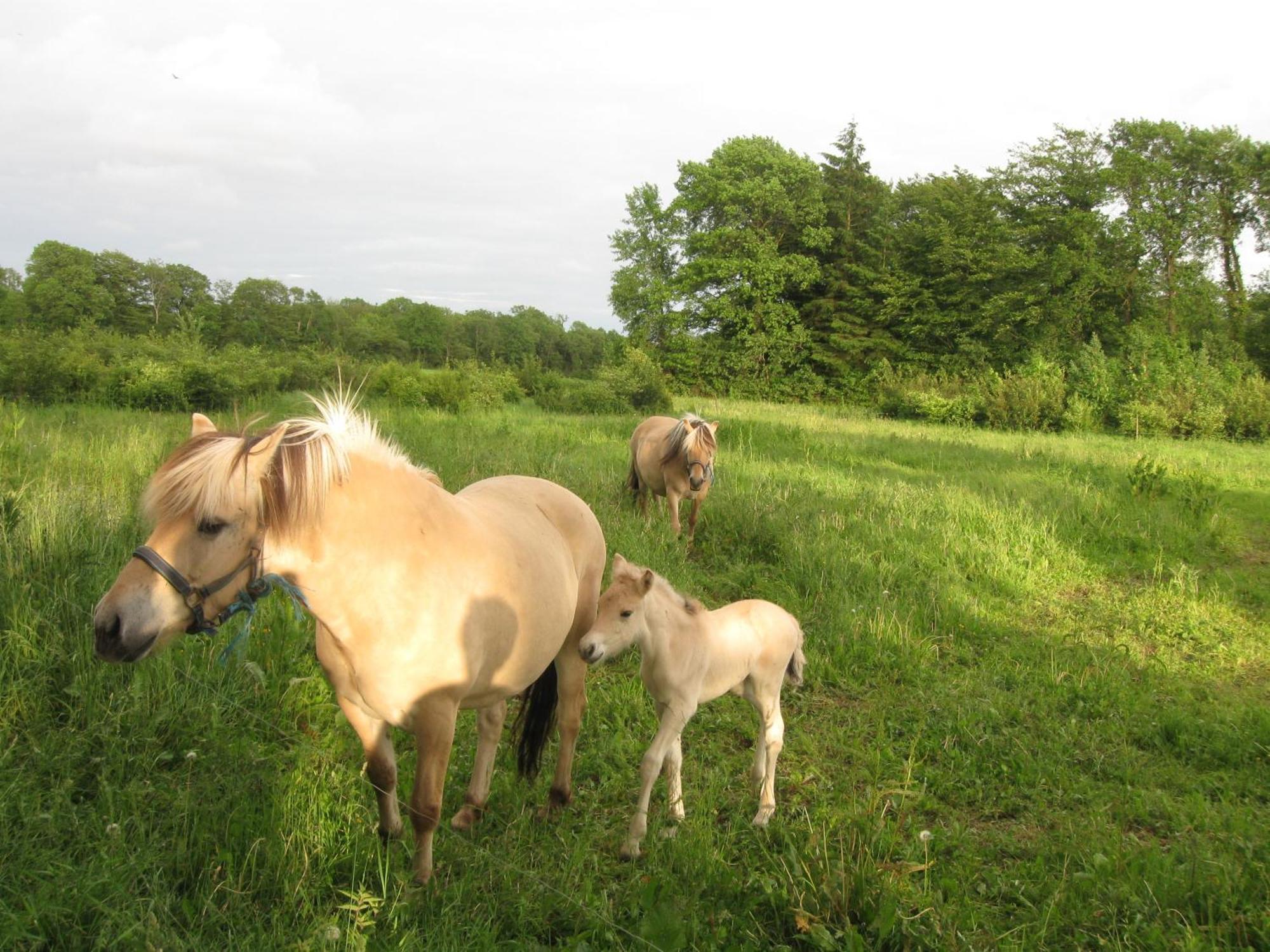 Koebenhovedskov Bed & Breakfast Rødding エクステリア 写真