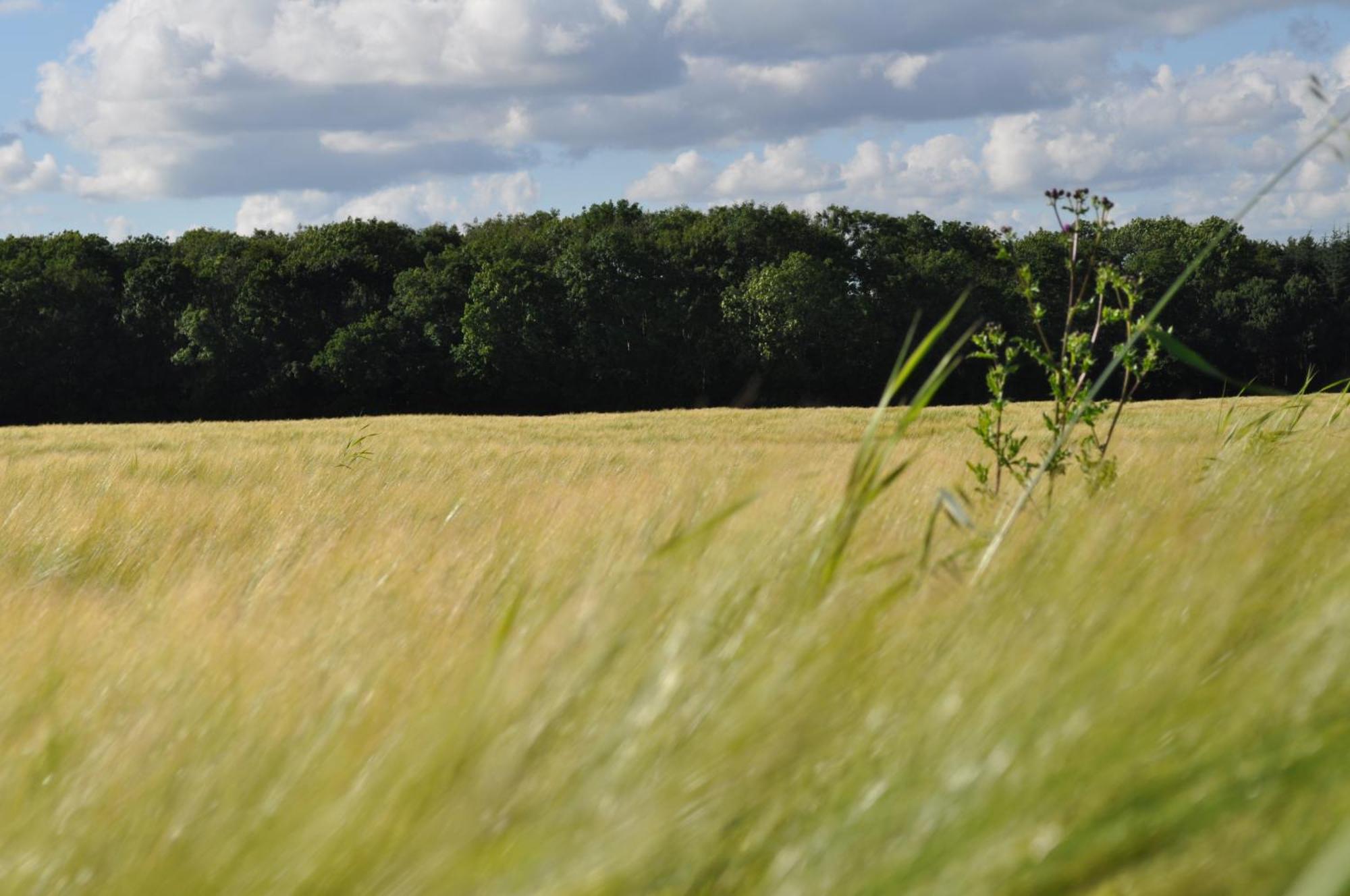 Koebenhovedskov Bed & Breakfast Rødding エクステリア 写真